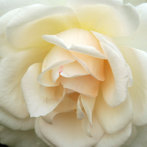 Kaufen - Rosa Grand Mogul - diskret duftend - Teehybriden-edelrosen - weiß - Georges Delbard, Andre Chabert - Stark gefüllte, große Blüten, geeignet als Schnittrose.